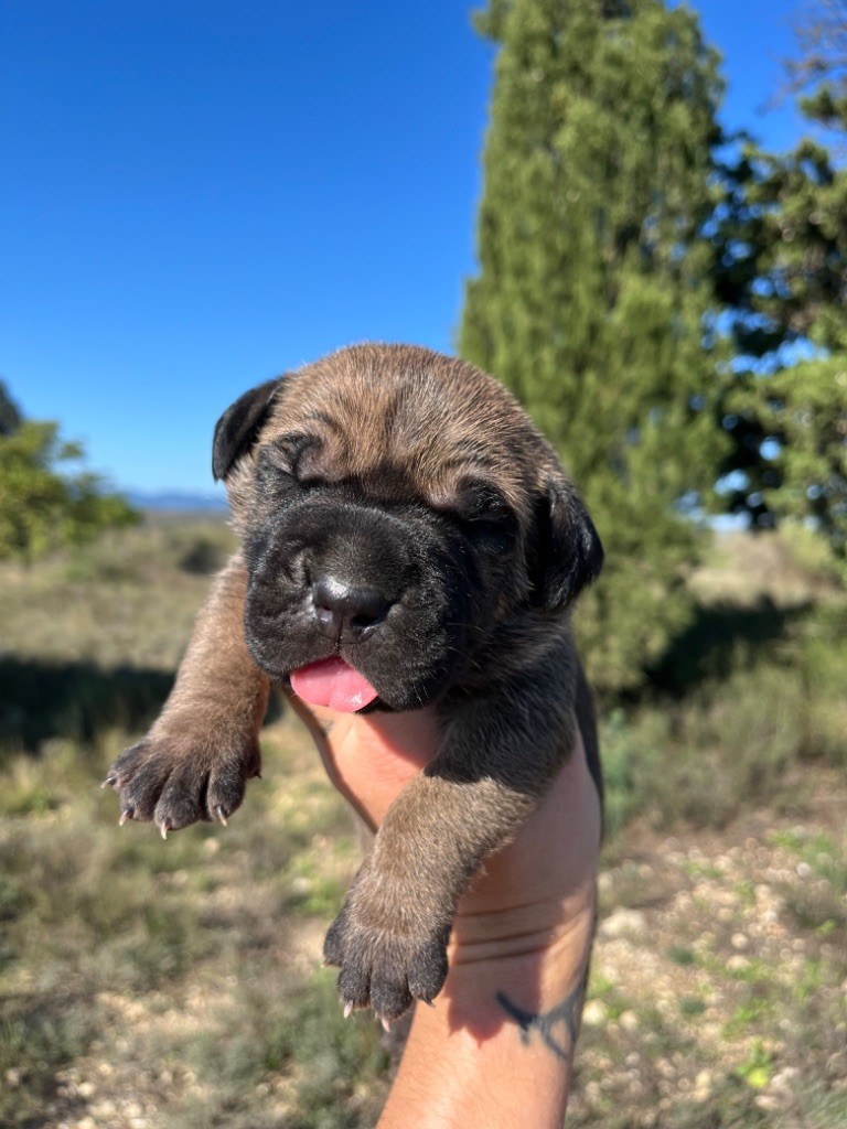 Orev D'Urkya - Chiot disponible  - Cane Corso