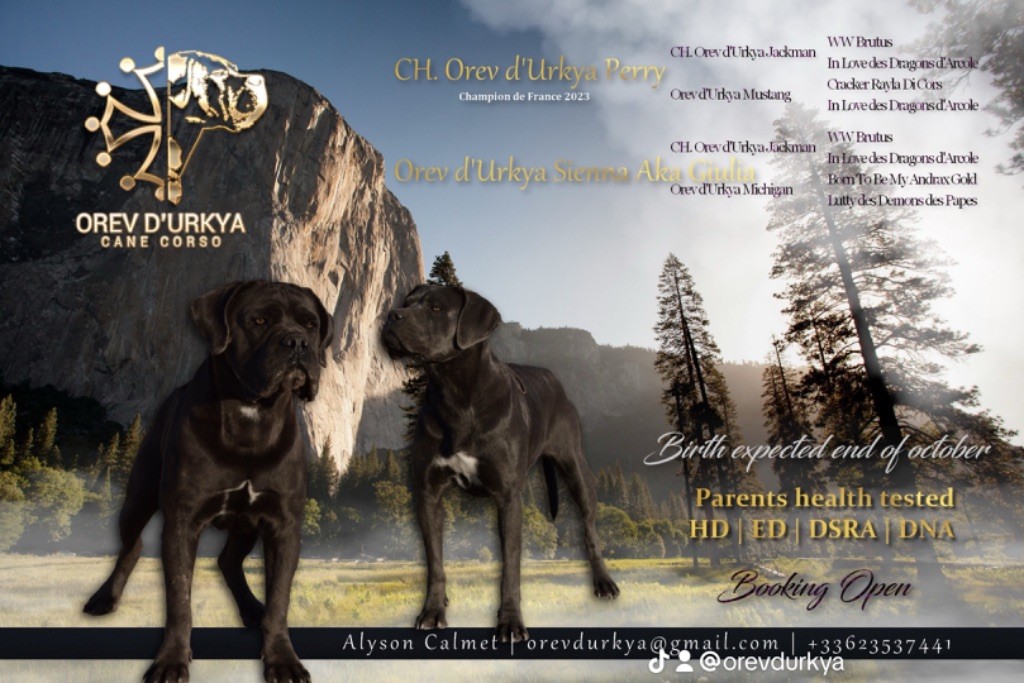 Orev D'Urkya - Chiot disponible  - Cane Corso