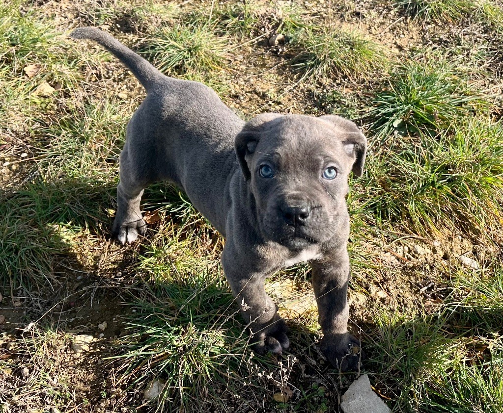 Orev D'Urkya - Chiot disponible  - Cane Corso