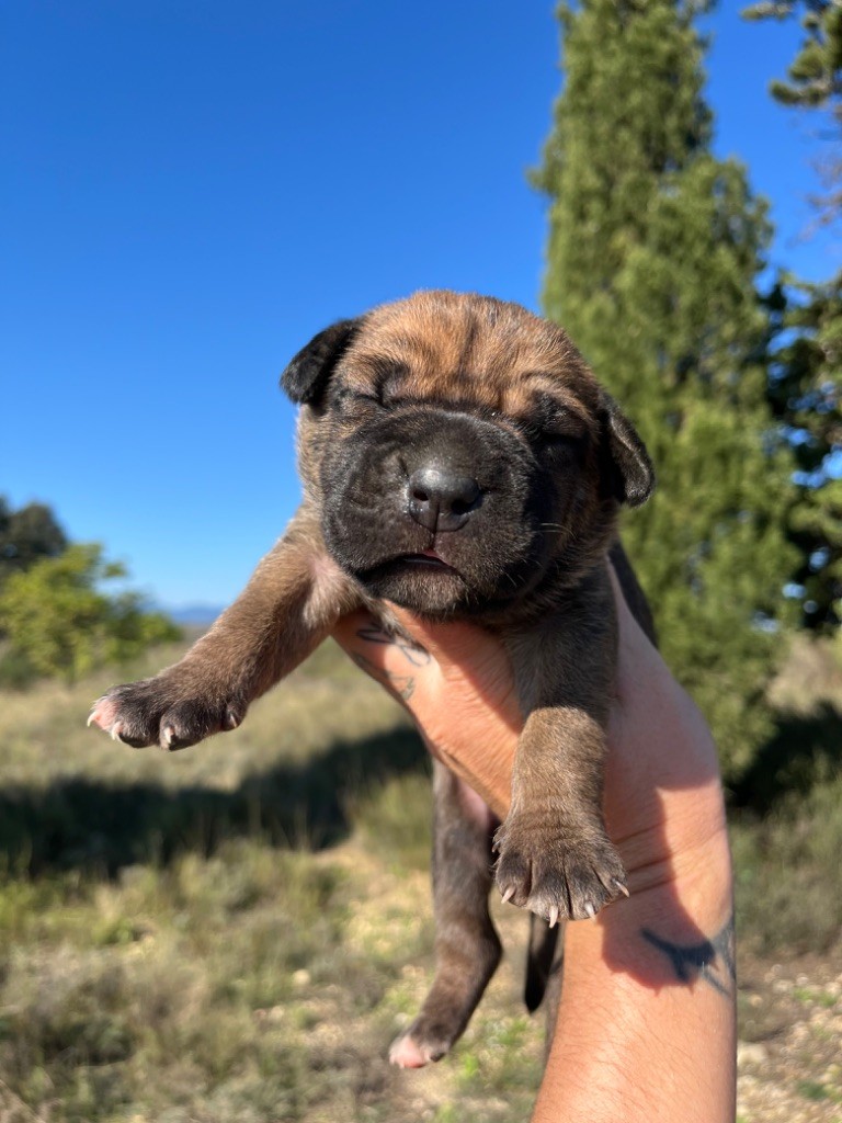 Orev D'Urkya - Chiot disponible  - Cane Corso