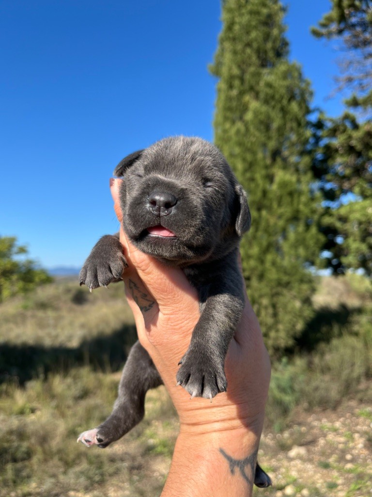 Orev D'Urkya - Chiot disponible  - Cane Corso