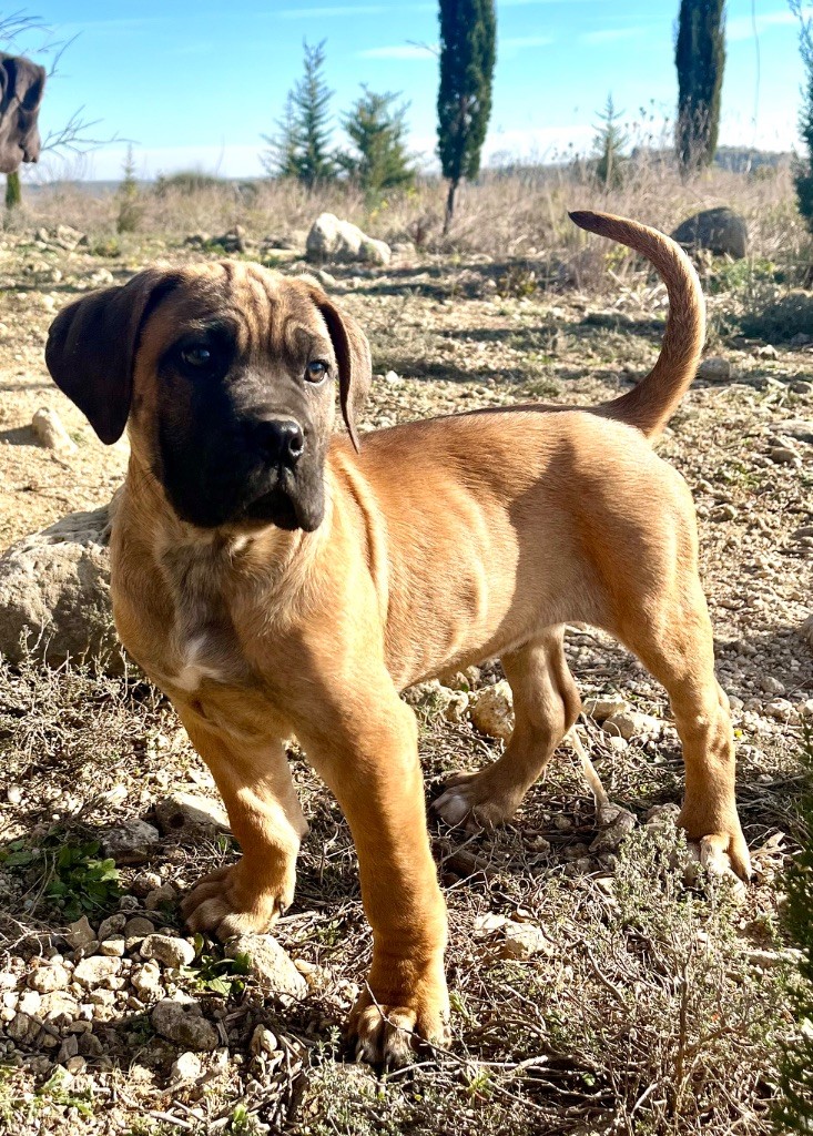 Orev D'Urkya - Chiot disponible  - Cane Corso