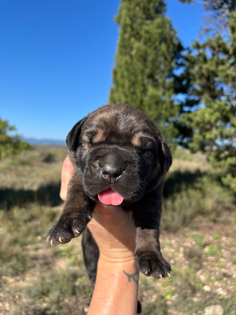 Orev D'Urkya - Chiot disponible  - Cane Corso