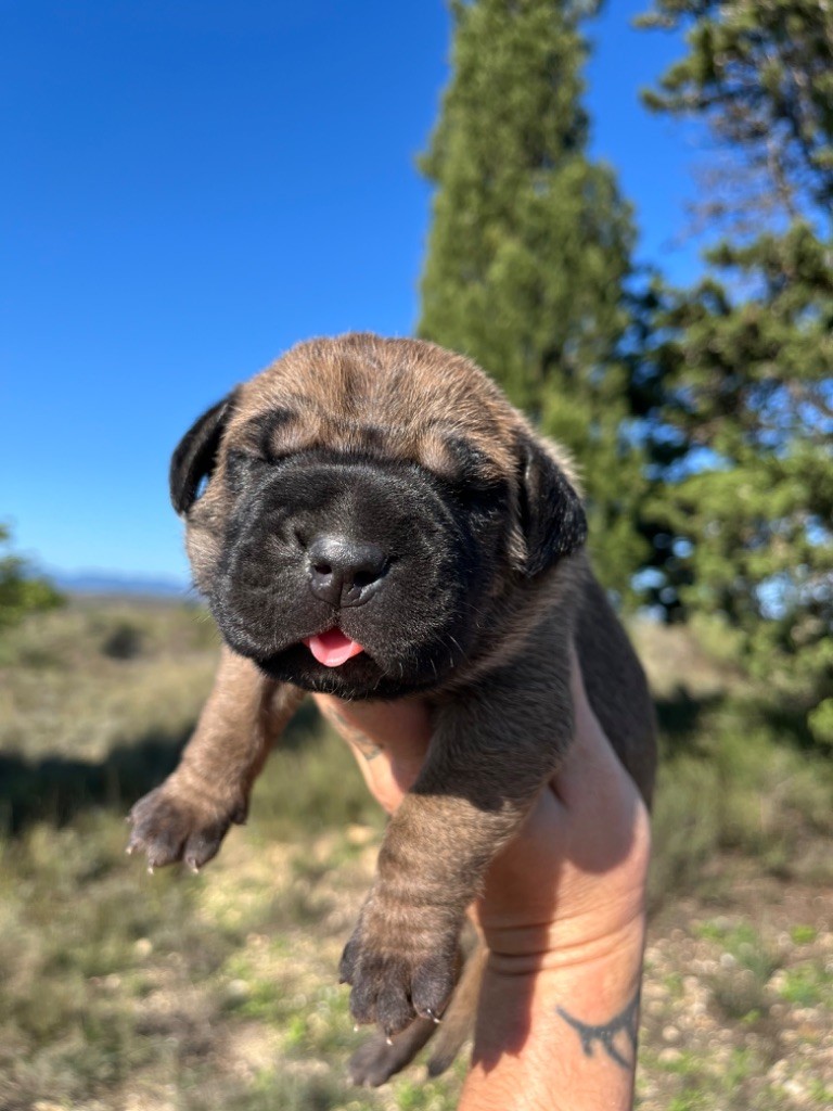 Orev D'Urkya - Chiot disponible  - Cane Corso