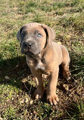 Orev D'Urkya - Cane Corso - Portée née le 09/12/2024