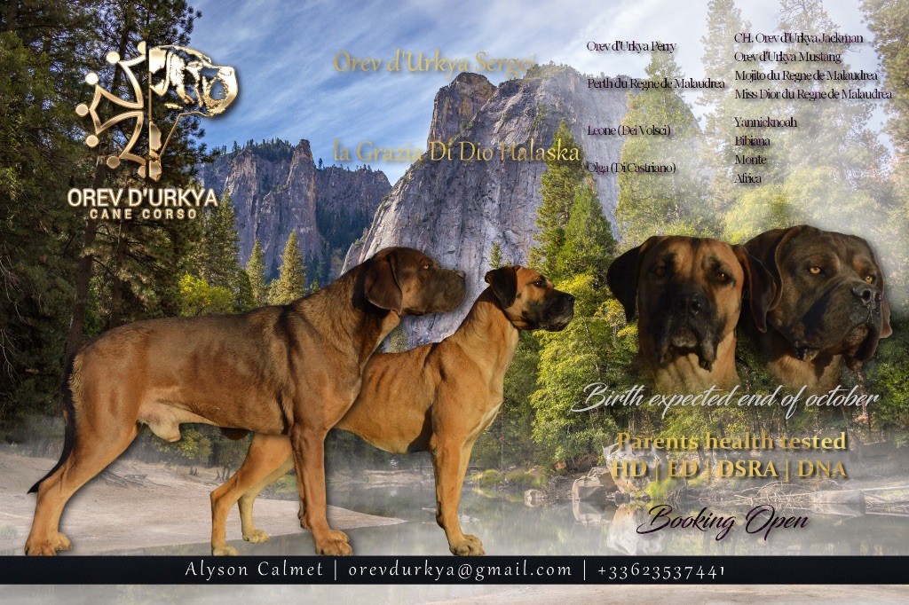 Orev D'Urkya - Chiot disponible  - Cane Corso