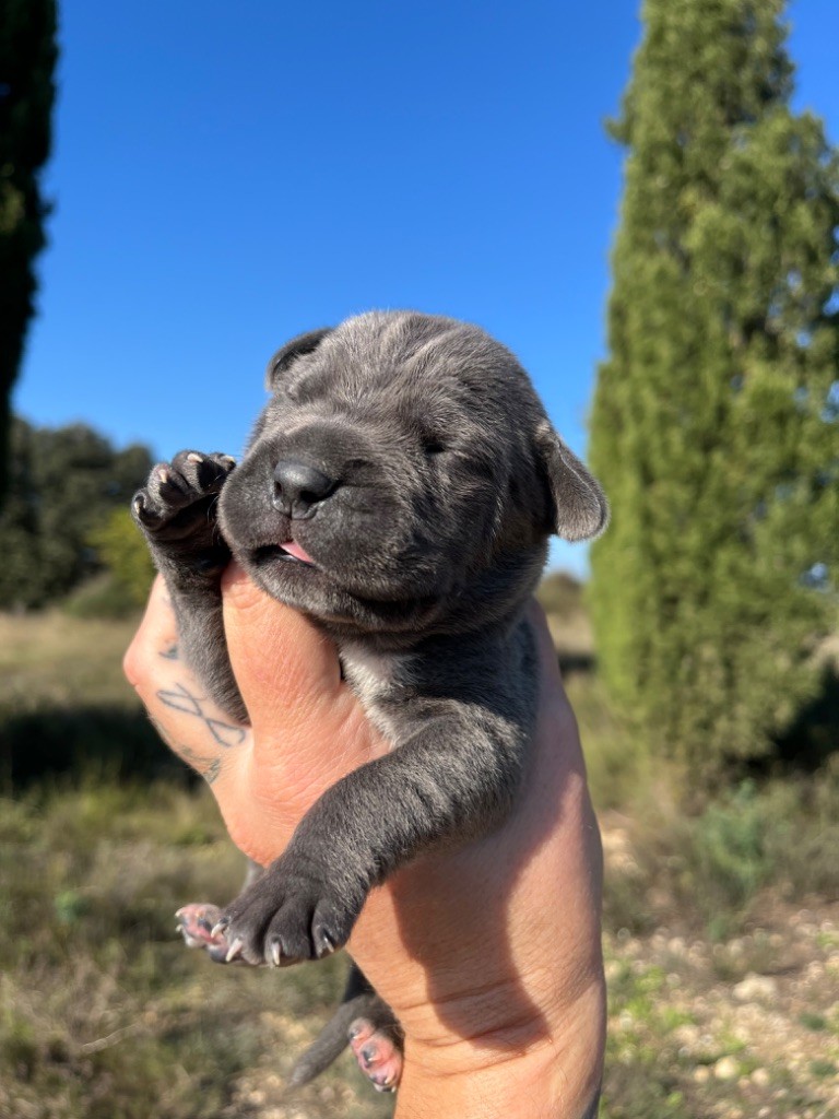 Orev D'Urkya - Chiot disponible  - Cane Corso