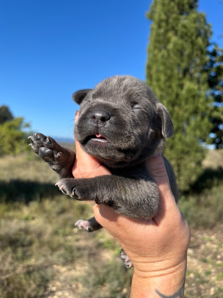 Orev D'Urkya - Chiot disponible  - Cane Corso