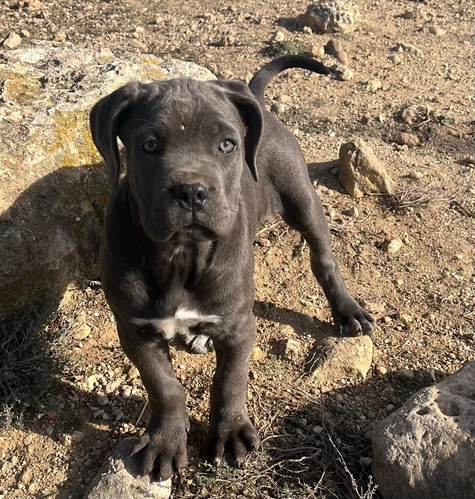 Orev D'Urkya - Chiot disponible  - Cane Corso