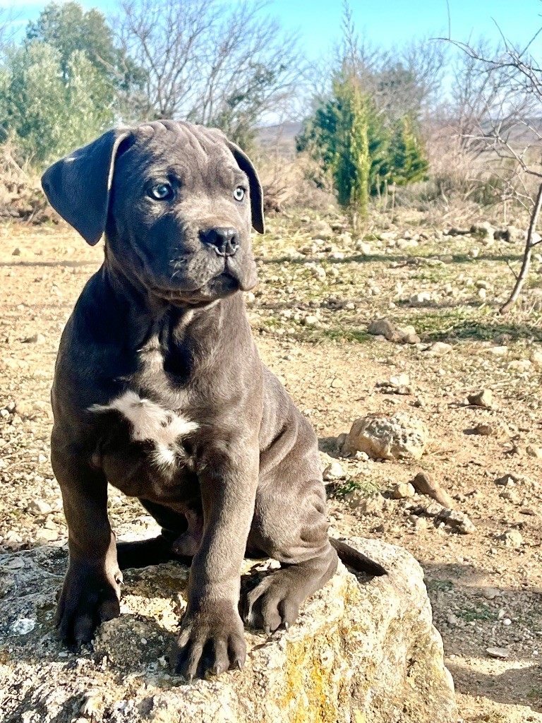 Orev D'Urkya - Chiot disponible  - Cane Corso