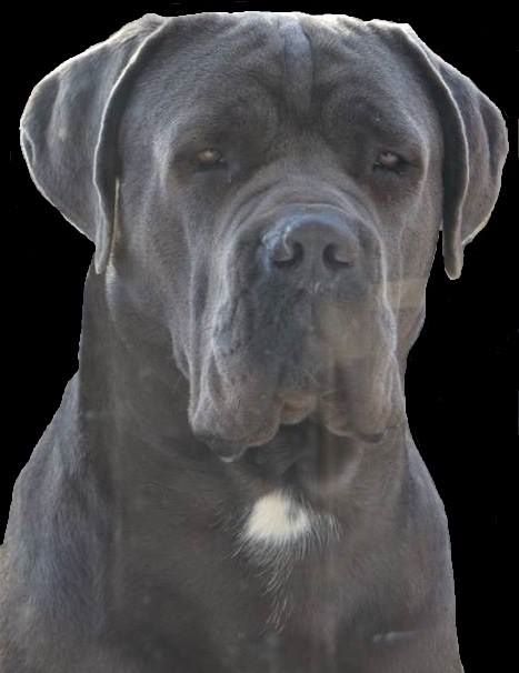 CH. Orev D'Urkya Jackman