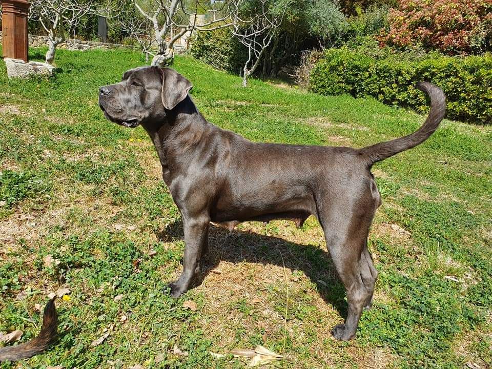 Orev D'Urkya Milwaukee