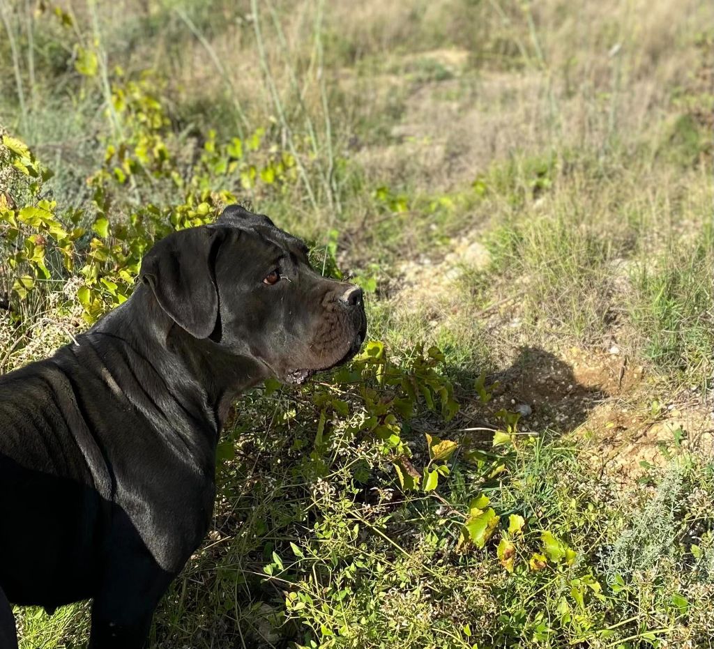 Orev D'Urkya Shelby