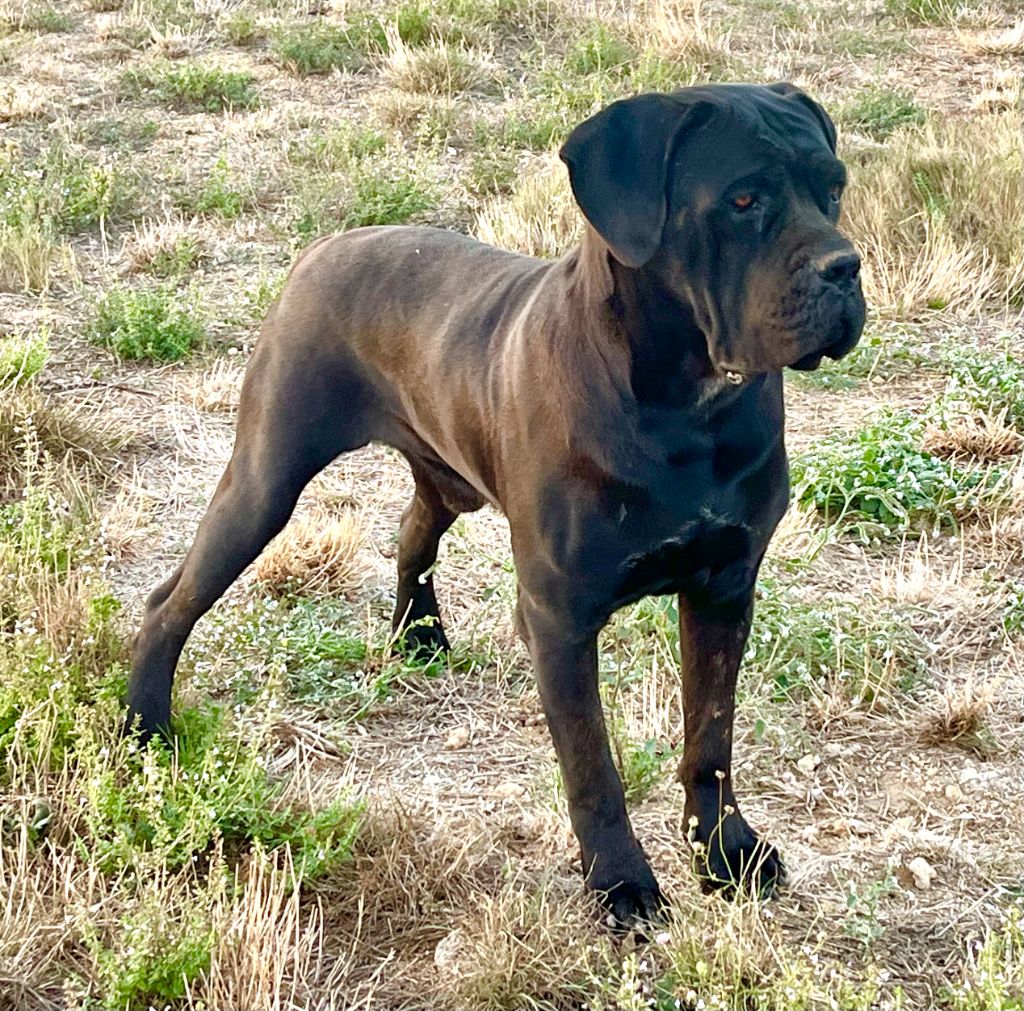 CH. Orev D'Urkya Uman