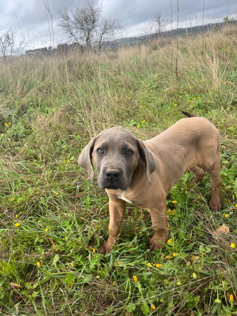 Orev D'Urkya - Victus  a l?adoption 