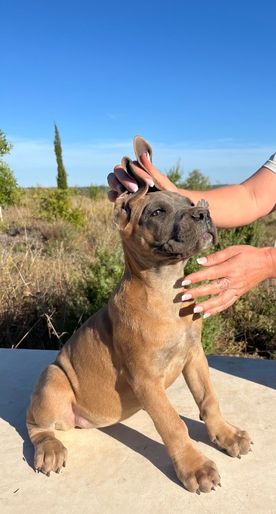 Orev D'Urkya - Chiots disponibles - Cane Corso