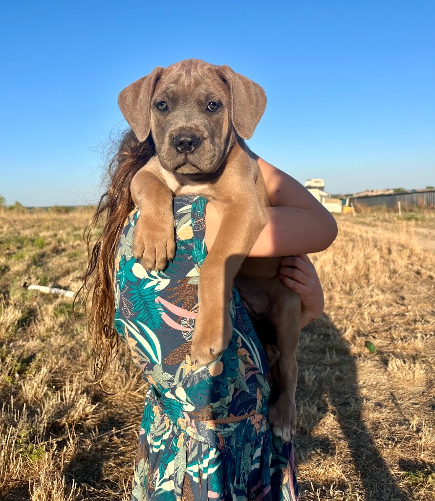 Orev D'Urkya - Chiots disponibles - Cane Corso