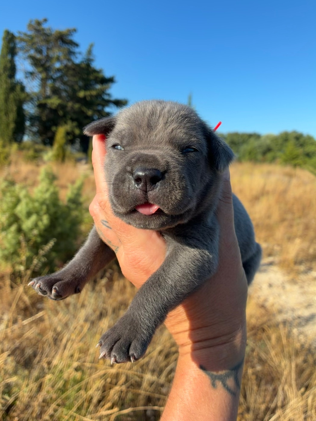 Orev D'Urkya - Chiots disponibles - Cane Corso