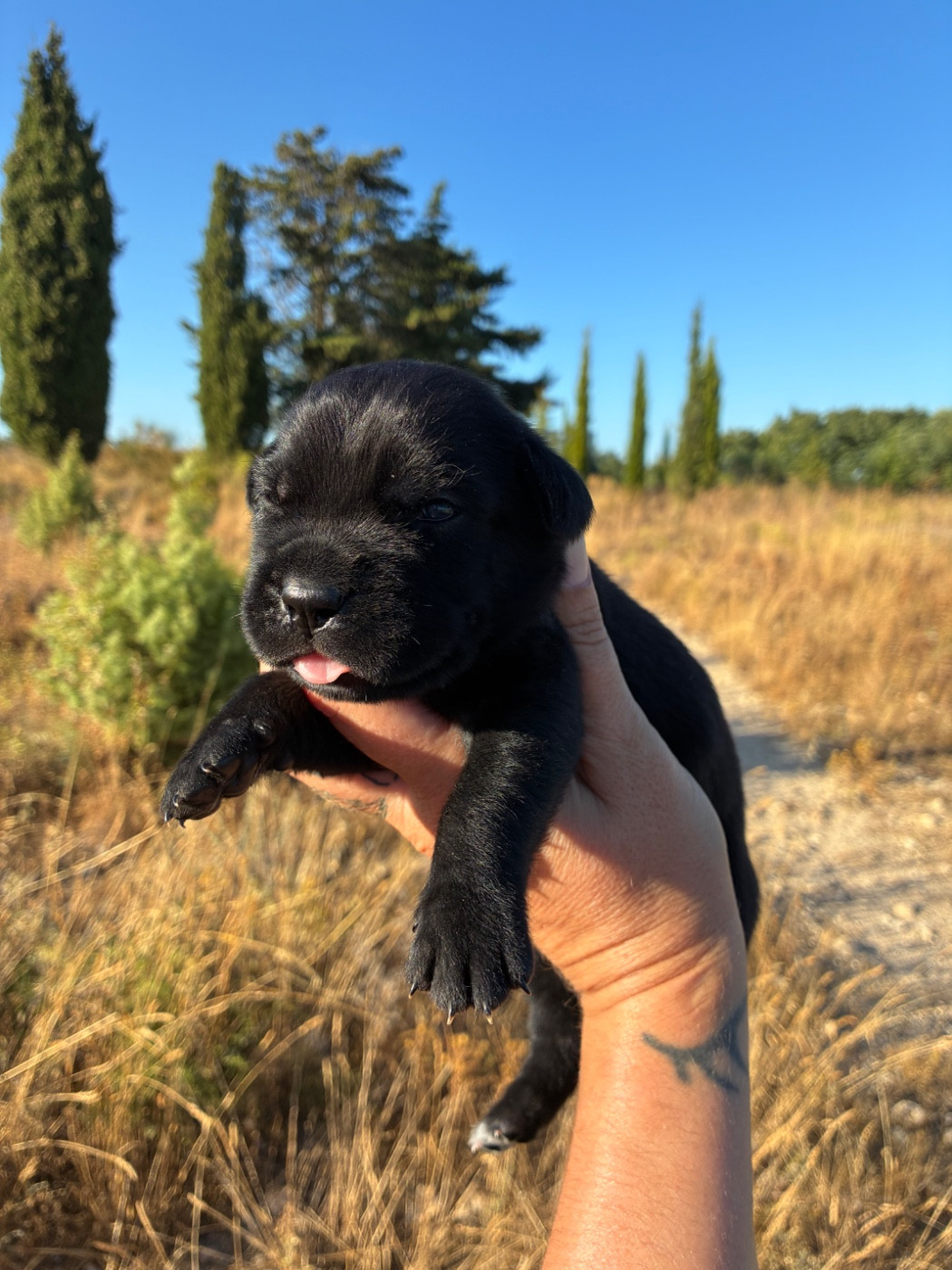 Orev D'Urkya - Chiots disponibles - Cane Corso