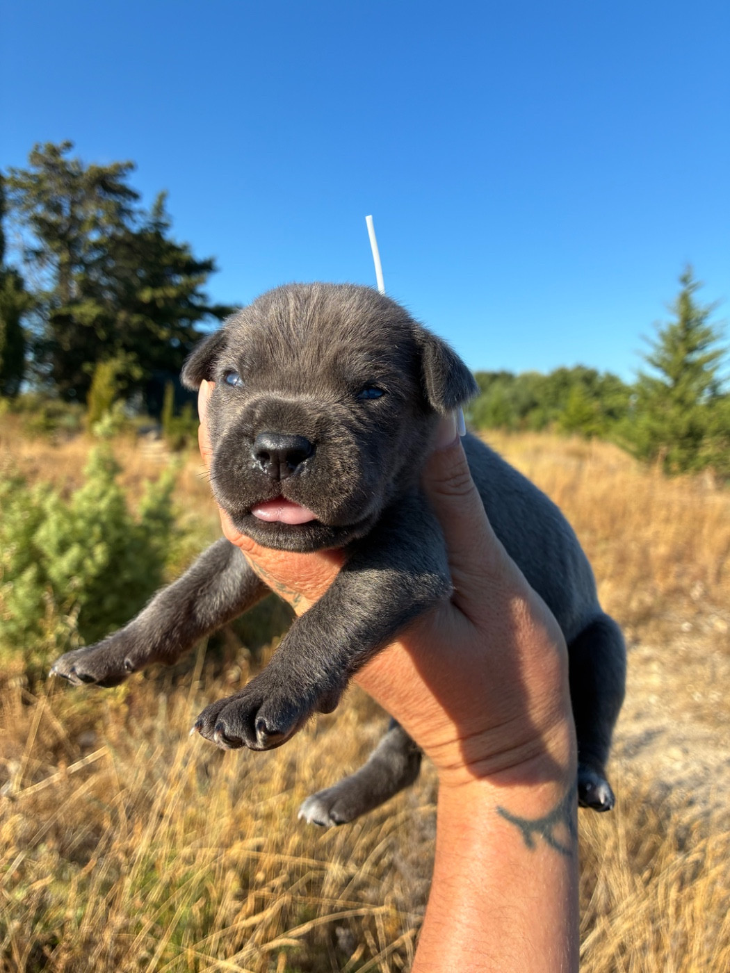 Orev D'Urkya - Chiots disponibles - Cane Corso