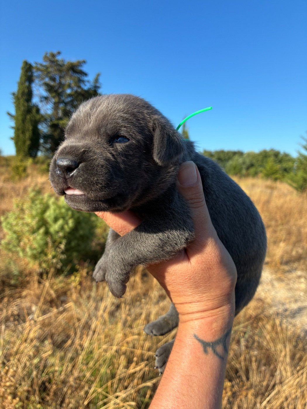Orev D'Urkya - Chiots disponibles - Cane Corso
