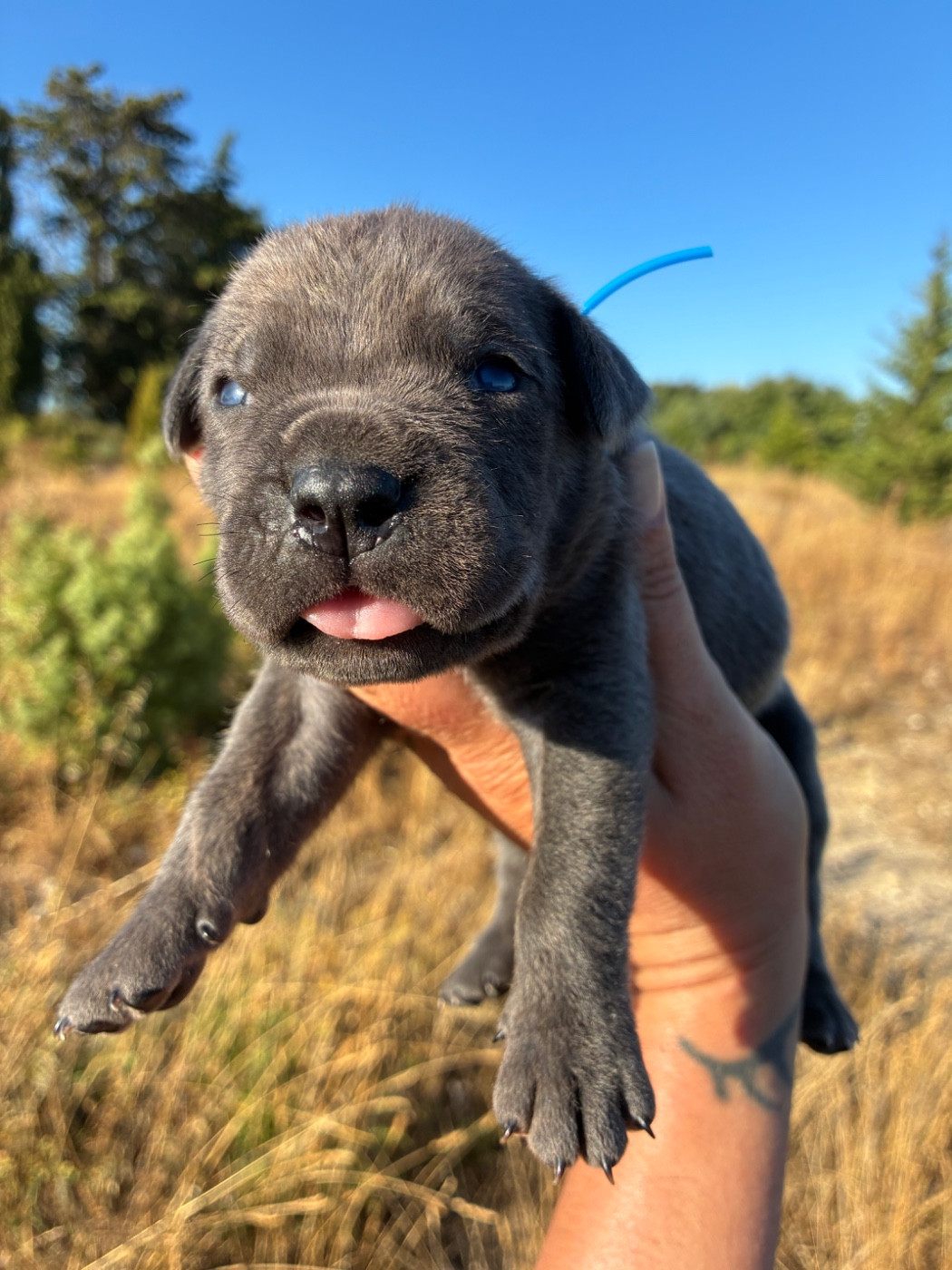 Orev D'Urkya - Chiots disponibles - Cane Corso