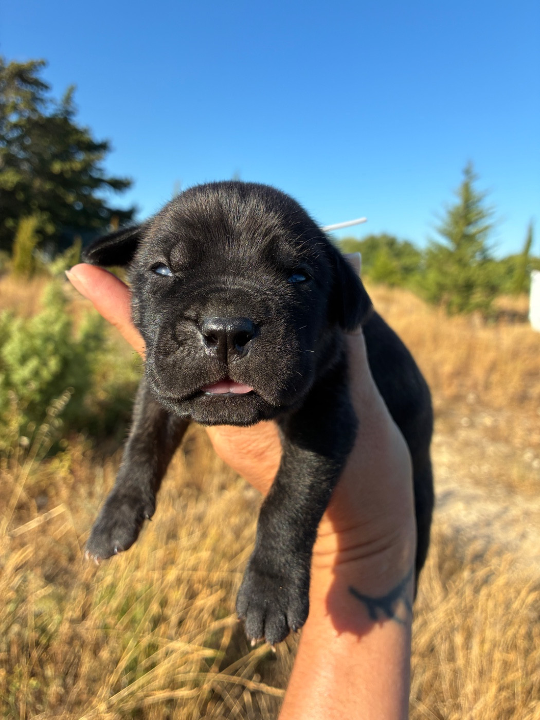 Orev D'Urkya - Chiots disponibles - Cane Corso