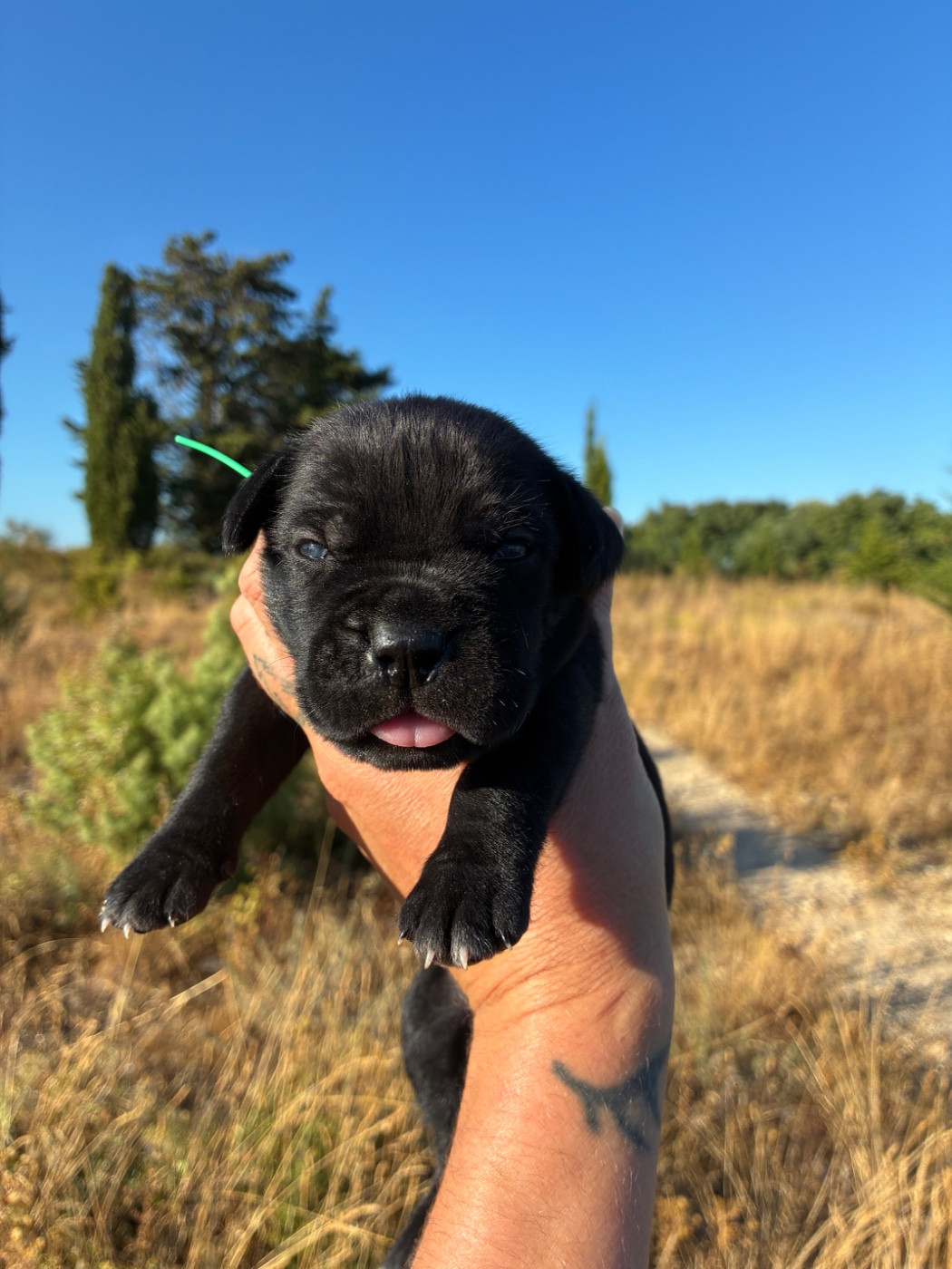 Orev D'Urkya - Chiots disponibles - Cane Corso