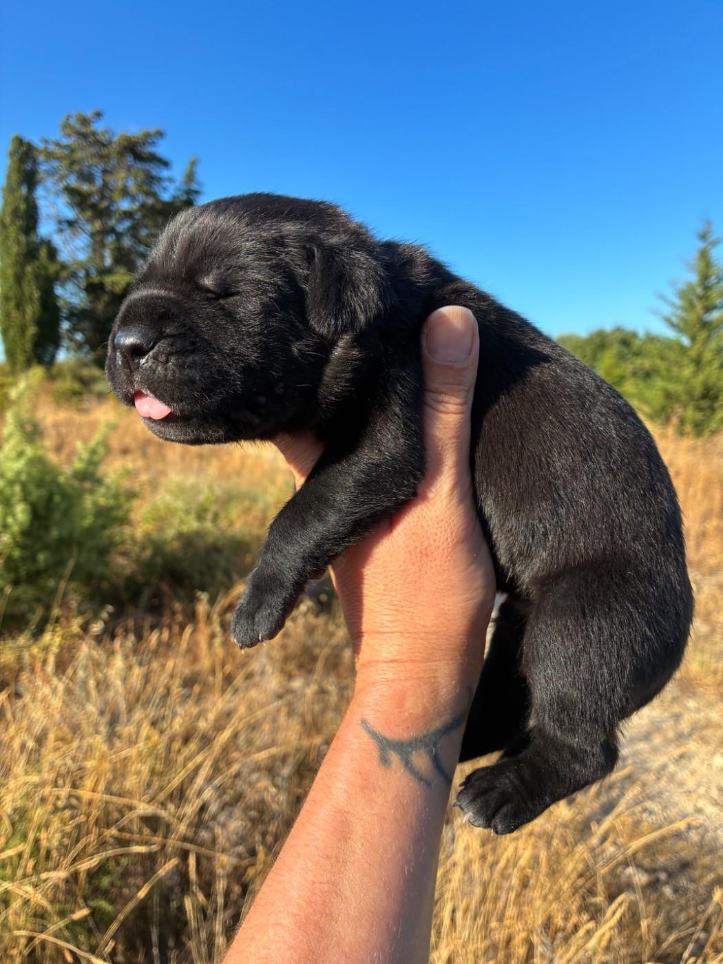 Chiot Cane Corso Orev D'Urkya