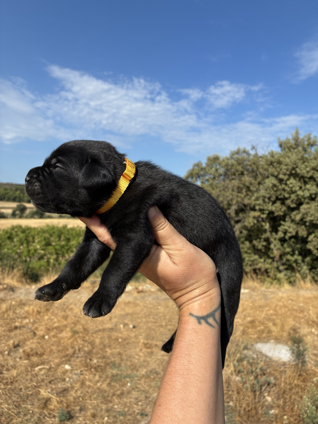 Orev D'Urkya - Chiots disponibles - Cane Corso