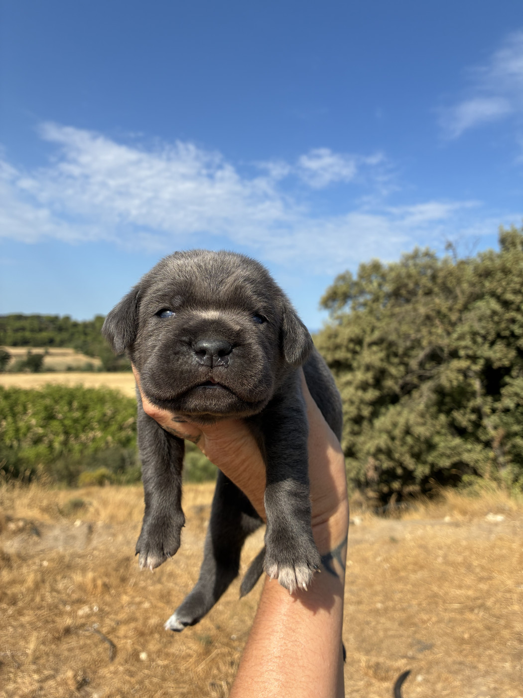 Orev D'Urkya - Chiots disponibles - Cane Corso