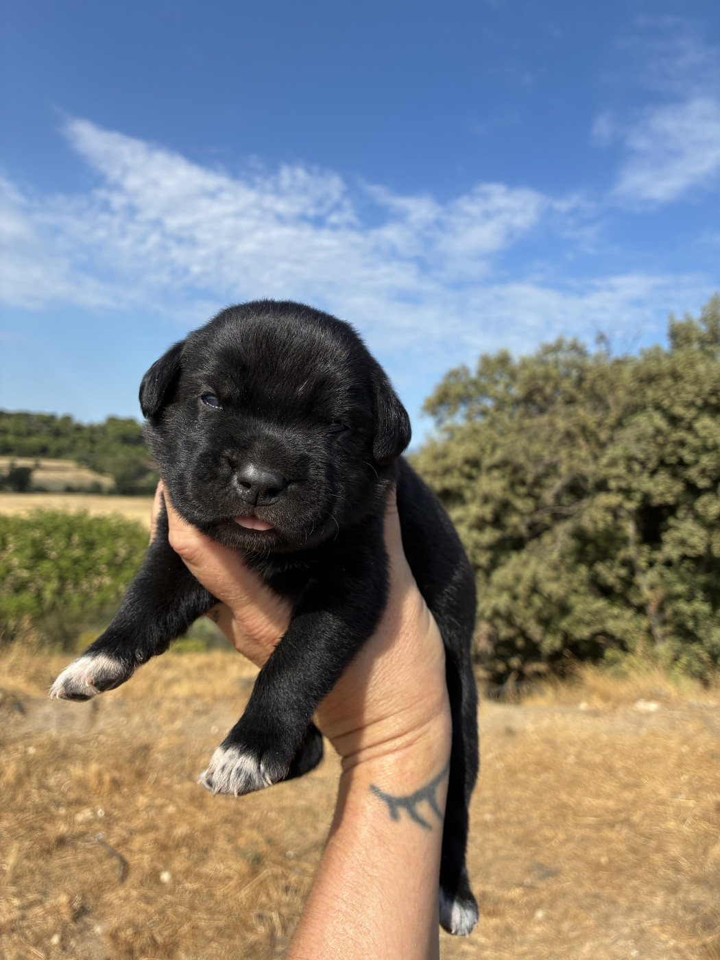 Orev D'Urkya - Chiots disponibles - Cane Corso