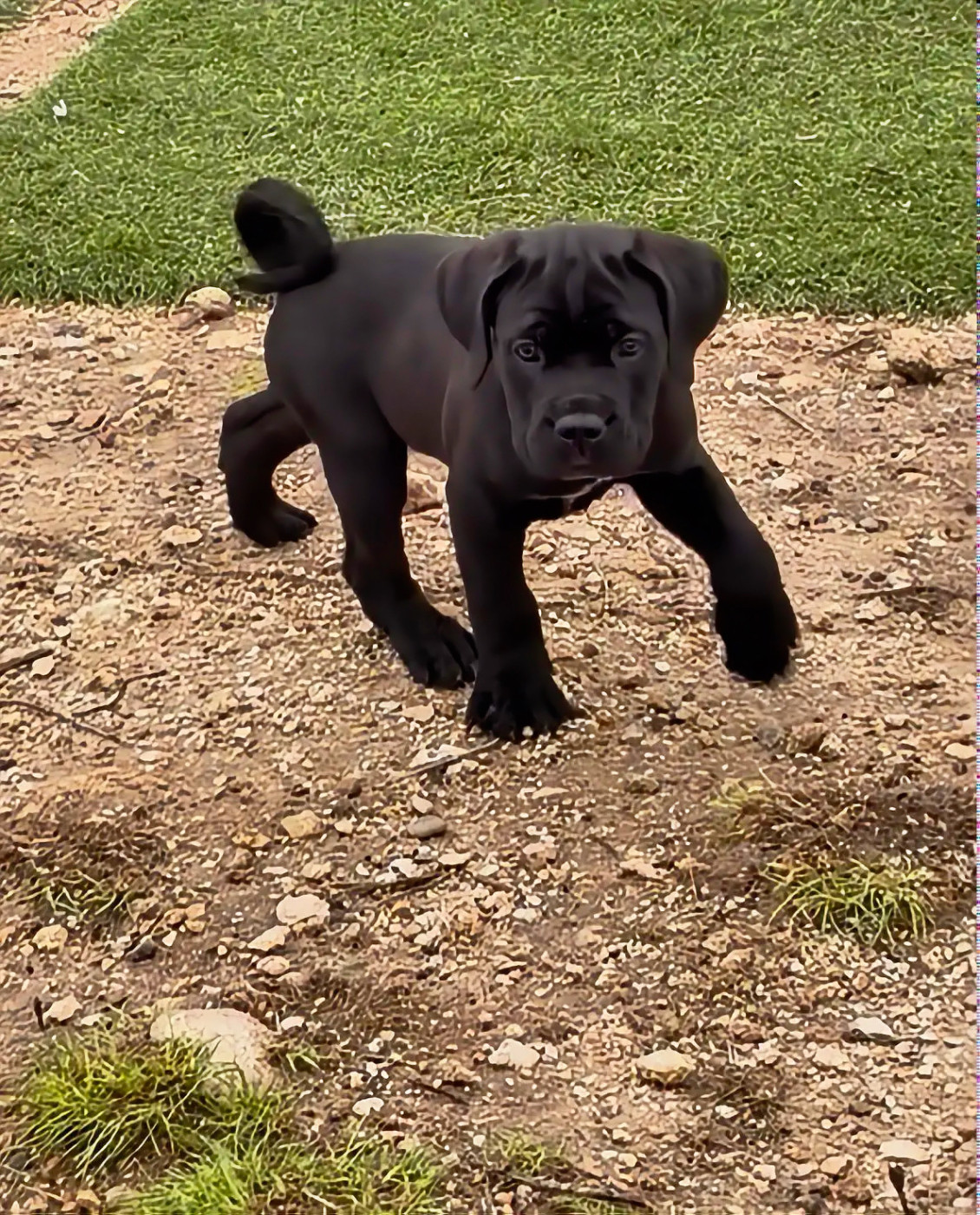 Orev D'Urkya - Chiots disponibles - Cane Corso