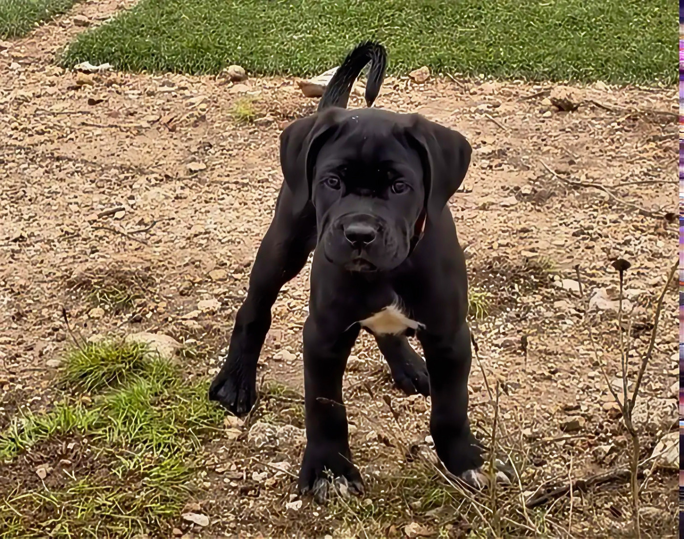 Orev D'Urkya - Chiots disponibles - Cane Corso