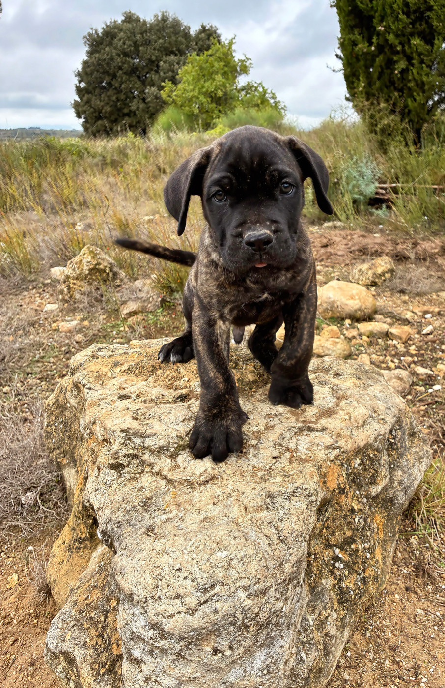 Orev D'Urkya - Chiots disponibles - Cane Corso