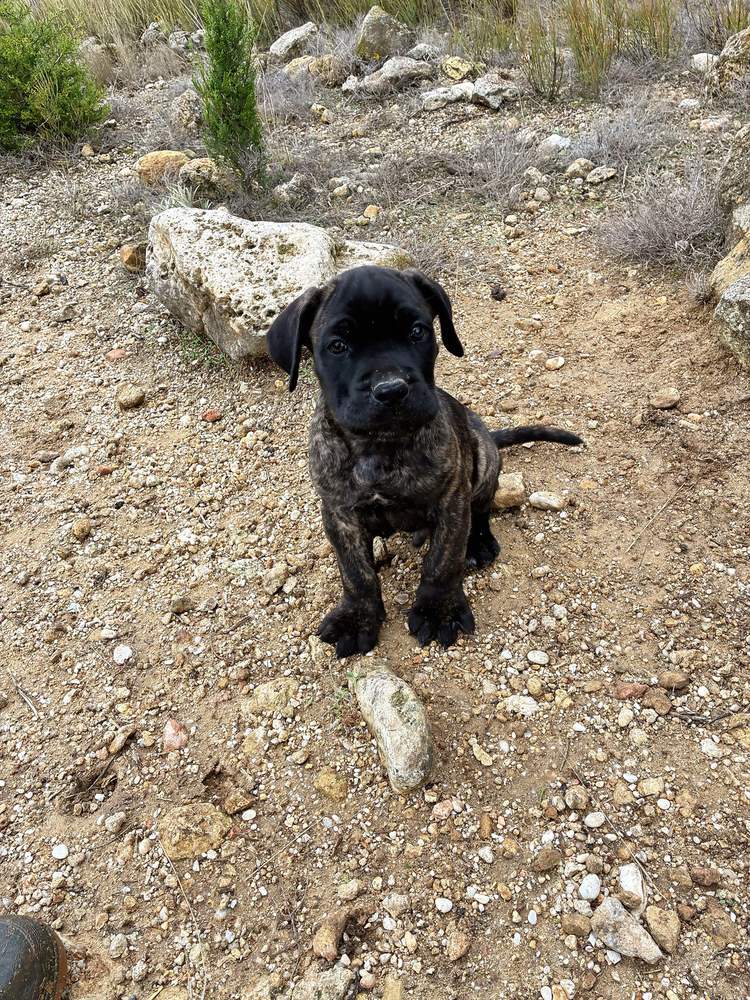 Orev D'Urkya - Chiots disponibles - Cane Corso