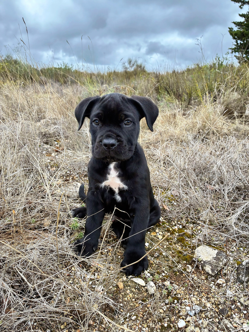 Orev D'Urkya - Chiots disponibles - Cane Corso