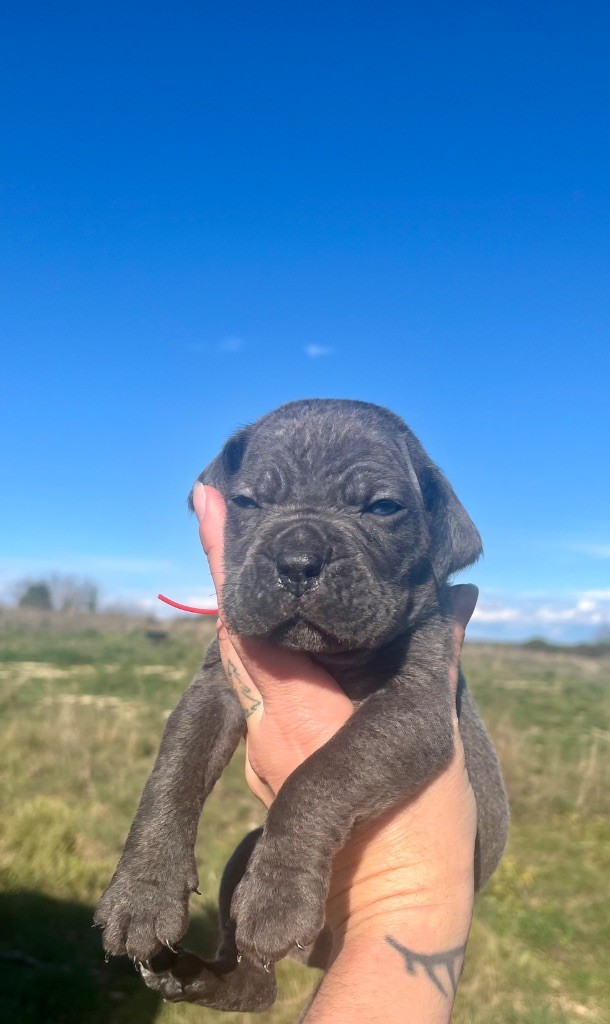 Orev D'Urkya - Chiots disponibles - Cane Corso