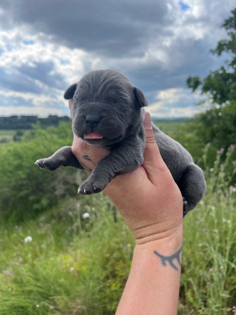 Orev D'Urkya - Chiots disponibles - Cane Corso