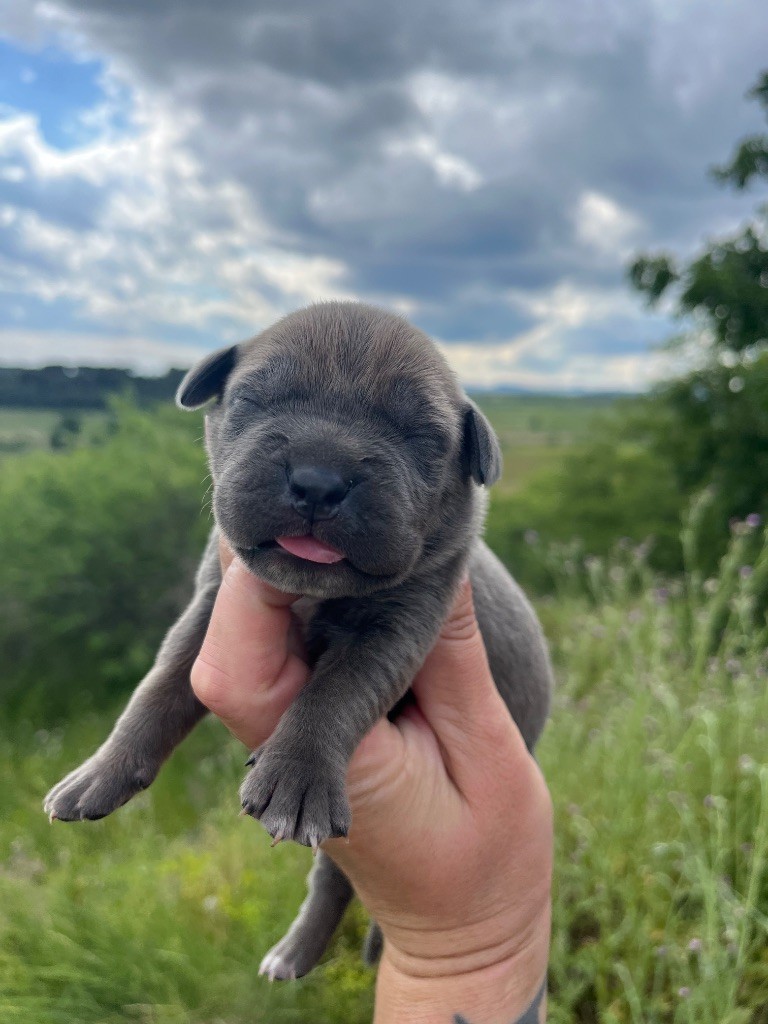 Orev D'Urkya - Chiots disponibles - Cane Corso