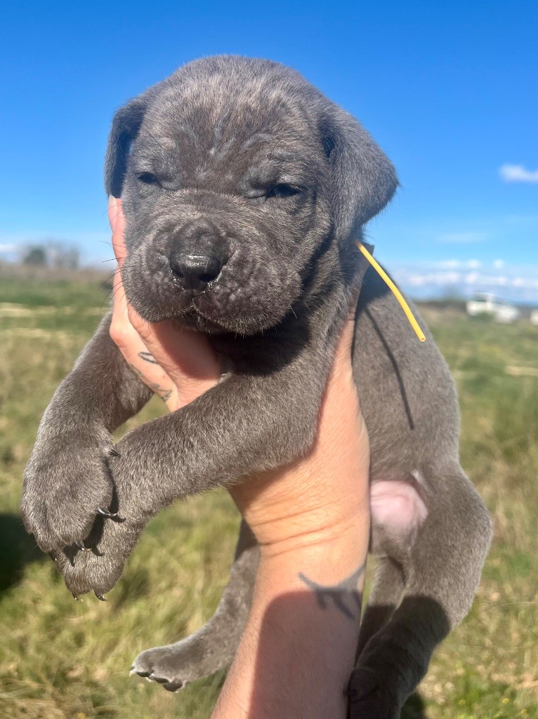 Orev D'Urkya - Chiots disponibles - Cane Corso