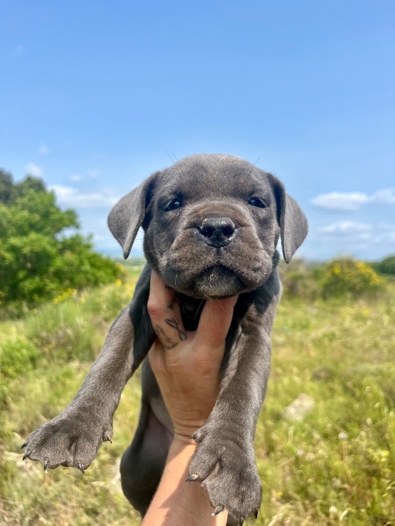 Orev D'Urkya - Chiots disponibles - Cane Corso