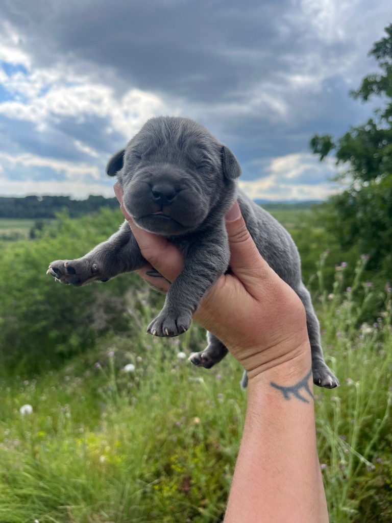 Orev D'Urkya - Chiots disponibles - Cane Corso