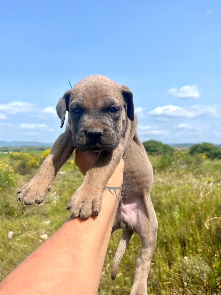 Orev D'Urkya - Chiots disponibles - Cane Corso