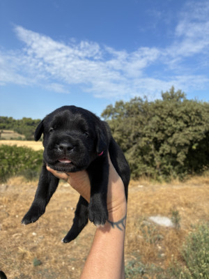 Chiot N°6