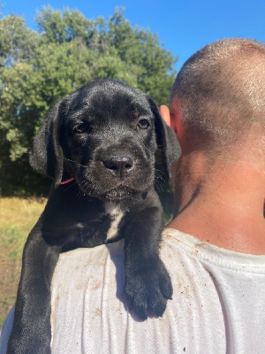 CHIOT 7
