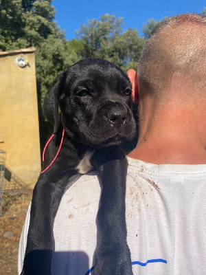 CHIOT 4
