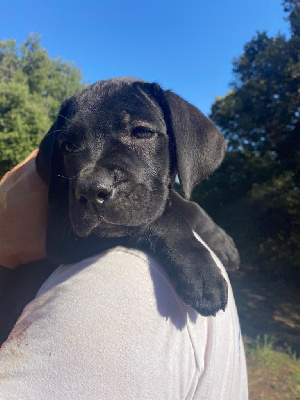 CHIOT 2