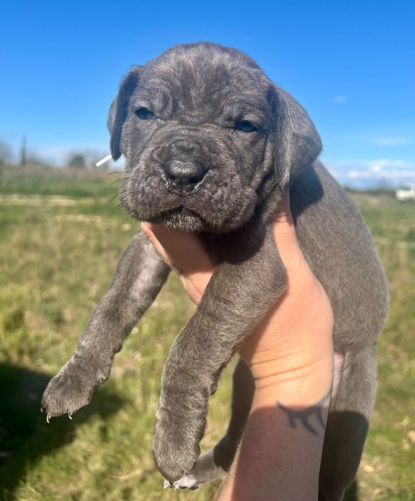 Orev D'Urkya - Chiots disponibles - Cane Corso