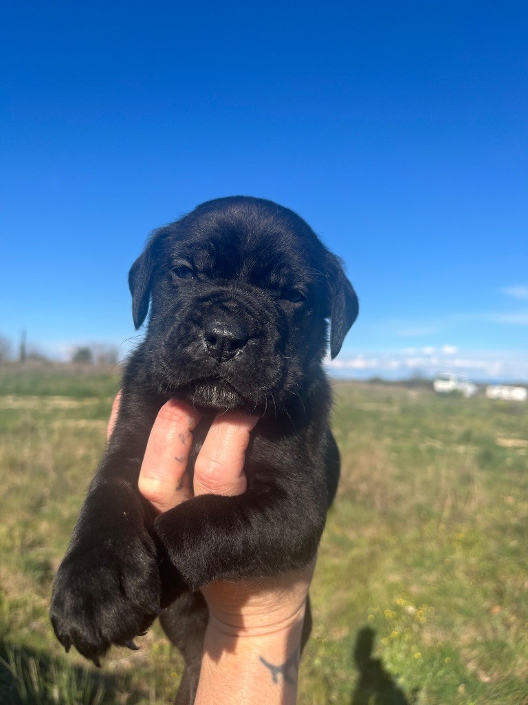 Orev D'Urkya - Chiots disponibles - Cane Corso